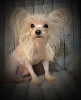 Zeppelin , a male Yorkshire Terrier for sale in Evansville, IN – Photo 2 of 9