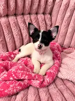 Annabella , a female Yorkshire Terrier for sale in Evansville, IN – 9 of 10