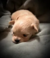 Asia ~ Micro, a female Yorkshire Terrier for sale in Evansville, IN – 3 of 10