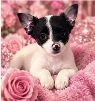 Annabella , a female Yorkshire Terrier for sale in Evansville, IN – 3 of 10