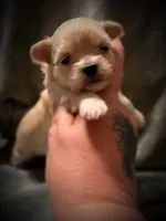 Asia ~ Micro, a female Yorkshire Terrier for sale in Evansville, IN – 4 of 10