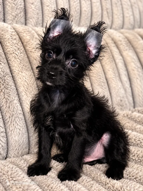 Obie  – Yorkshire Terrier puppy for sale in Evansville, IN