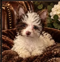 Murphy , a male Yorkshire Terrier for sale in Evansville, IN – 2 of 7