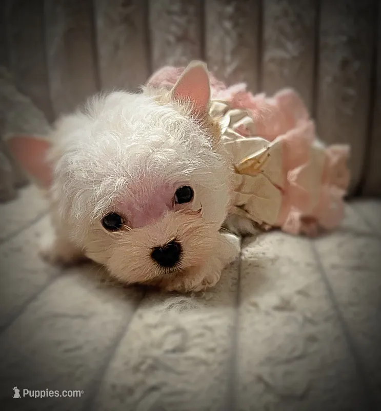Mali ~ Micro – Yorkshire Terrier puppy for sale in Evansville, IN