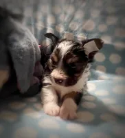 Tongo, a male Yorkshire Terrier for sale in Evansville, IN – 2 of 8