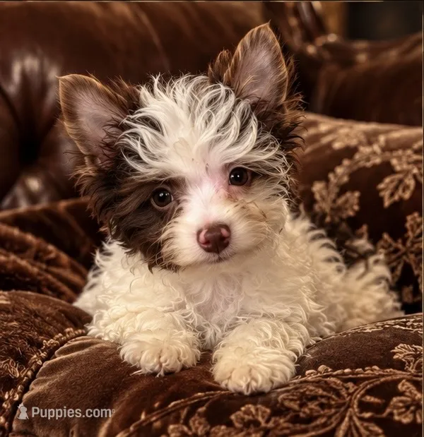 Murphy  – Yorkshire Terrier puppy for sale in Evansville, IN