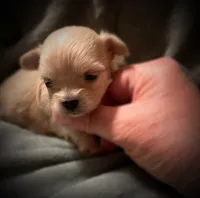 Asia ~ Micro, a female Yorkshire Terrier for sale in Evansville, IN – 2 of 10