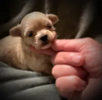 Asia ~ Micro, a female Yorkshire Terrier for sale in Evansville, IN – 9 of 10
