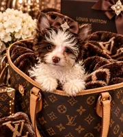Murphy , a male Yorkshire Terrier for sale in Evansville, IN – 1 of 7