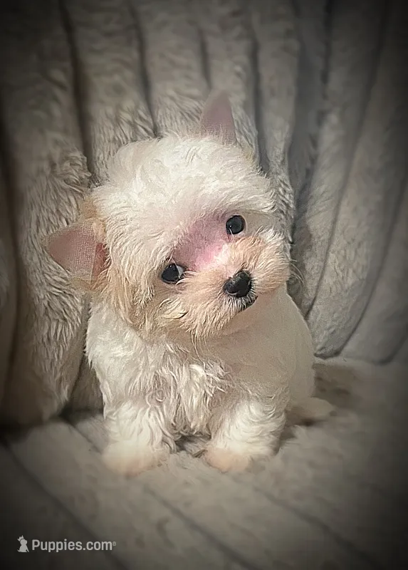Mali ~ Micro – Yorkshire Terrier puppy for sale in Evansville, IN
