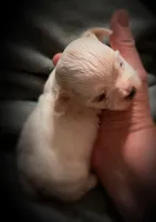Mali ~ Micro, a female Yorkshire Terrier for sale in Evansville, IN – 6 of 8