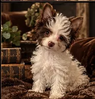 Murphy , a male Yorkshire Terrier for sale in Evansville, IN – 6 of 7