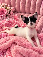 Annabella , a female Yorkshire Terrier for sale in Evansville, IN – 10 of 10