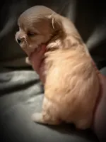 Asia ~ Micro, a female Yorkshire Terrier for sale in Evansville, IN – 7 of 10