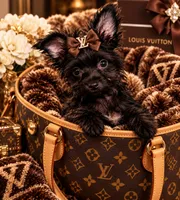 Mo , a male Yorkshire Terrier for sale in Evansville, IN – 1 of 8