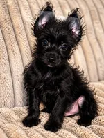 Obie , a male Yorkshire Terrier for sale in Evansville, IN – 7 of 7