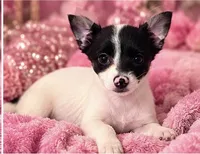 Annabella , a female Yorkshire Terrier for sale in Evansville, IN – 2 of 10