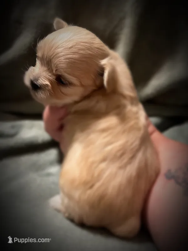Asia ~ Micro – Yorkshire Terrier puppy for sale in Evansville, IN