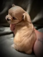 Asia ~ Micro, a female Yorkshire Terrier for sale in Evansville, IN – 1 of 10