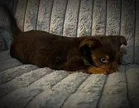 Zappa, a male Yorkshire Terrier for sale in Evansville, IN – Photo 6 of 10