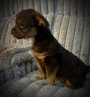 Zappa, a male Yorkshire Terrier for sale in Evansville, IN – Photo 8 of 10