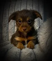 Zappa, a male Yorkshire Terrier for sale in Evansville, IN – Photo 2 of 10