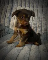 Zappa, a male Yorkshire Terrier for sale in Evansville, IN – Photo 1 of 10