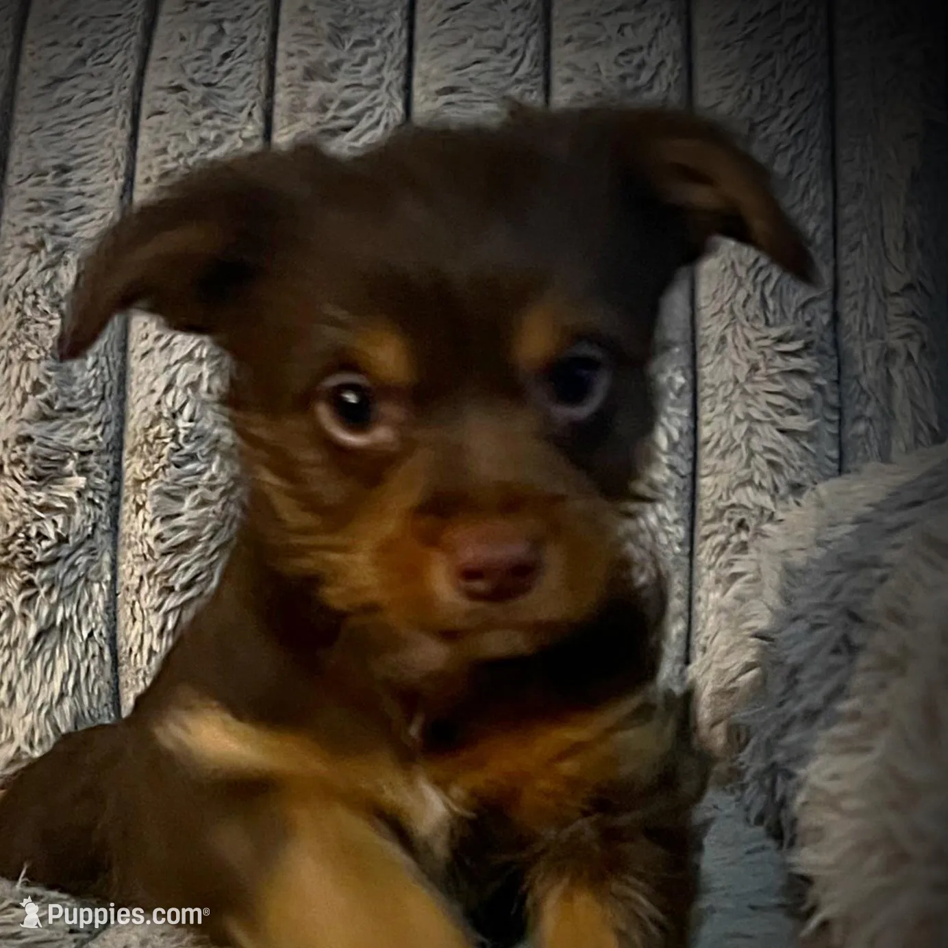 Zappa, a male Yorkshire Terrier for sale in Evansville, IN – Photo 3 of 10