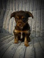 Zappa, a male Yorkshire Terrier for sale in Evansville, IN – Photo 9 of 10