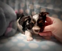 Tongo, a male Yorkshire Terrier for sale in Evansville, IN – 4 of 8