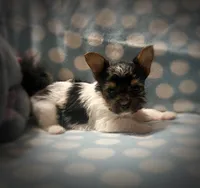 Tokyo ~ T-cup, a male Yorkshire Terrier for sale in Evansville, IN – 8 of 10