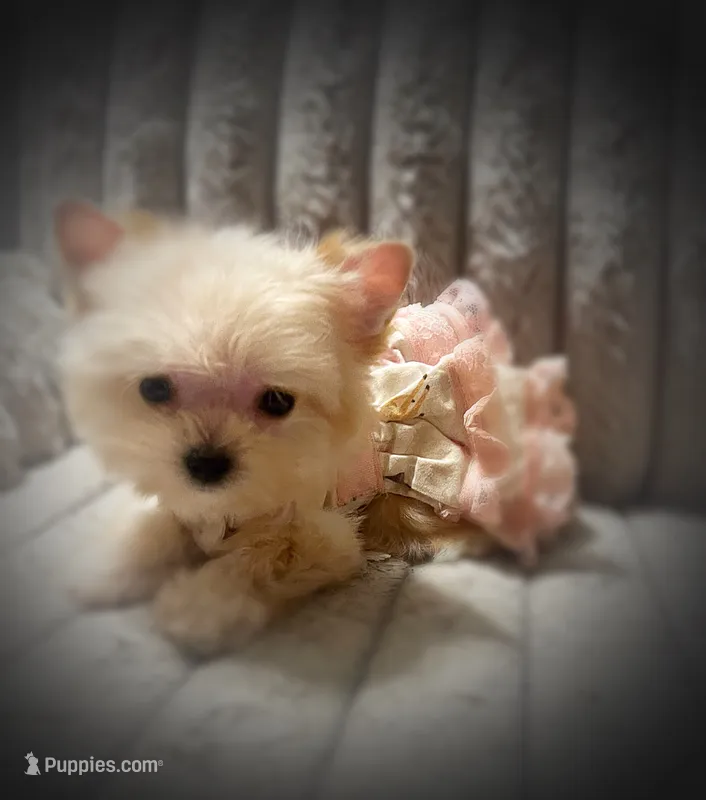 Asia ~ Micro – Yorkshire Terrier puppy for sale in Evansville, IN