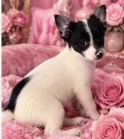 Annabella , a female Yorkshire Terrier for sale in Evansville, IN – 8 of 10