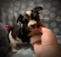 Tongo, a male Yorkshire Terrier for sale in Evansville, IN – 7 of 8