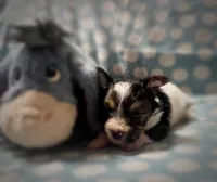 Tongo, a male Yorkshire Terrier for sale in Evansville, IN – 3 of 8