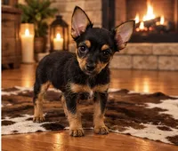 Huxley , a male Yorkshire Terrier for sale in Evansville, IN – 1 of 6
