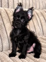 Obie , a male Yorkshire Terrier for sale in Evansville, IN – 6 of 7