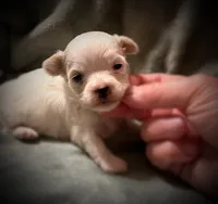 Mali ~ Micro, a female Yorkshire Terrier for sale in Evansville, IN – 3 of 8