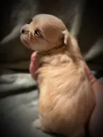 Asia ~ Micro, a female Yorkshire Terrier for sale in Evansville, IN – 8 of 10