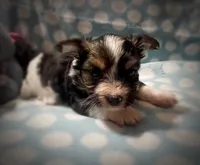 Tongo, a male Yorkshire Terrier for sale in Evansville, IN – 6 of 8