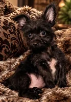 Mo , a male Yorkshire Terrier for sale in Evansville, IN – 3 of 8