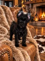 Obie , a male Yorkshire Terrier for sale in Evansville, IN – 4 of 7