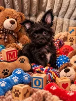 Mo , a male Yorkshire Terrier for sale in Evansville, IN – 7 of 8