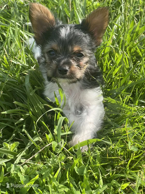 Tokyo ~ T-cup – Yorkshire Terrier puppy for sale in Evansville, IN