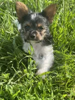 Tokyo ~ T-cup, a male Yorkshire Terrier for sale in Evansville, IN – 1 of 10