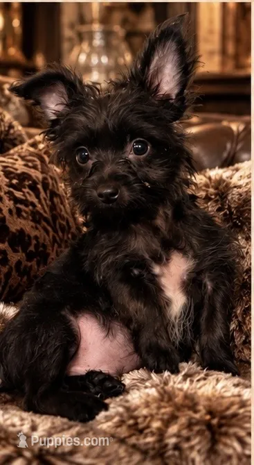 Mo  – Yorkshire Terrier puppy for sale in Evansville, IN