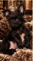Mo , a male Yorkshire Terrier for sale in Evansville, IN – 5 of 8