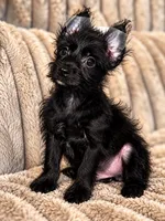 Obie , a male Yorkshire Terrier for sale in Evansville, IN – 5 of 7