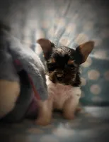 Tokyo ~ T-cup, a male Yorkshire Terrier for sale in Evansville, IN – 7 of 10