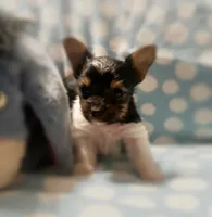 Tokyo ~ T-cup, a male Yorkshire Terrier for sale in Evansville, IN – 5 of 10